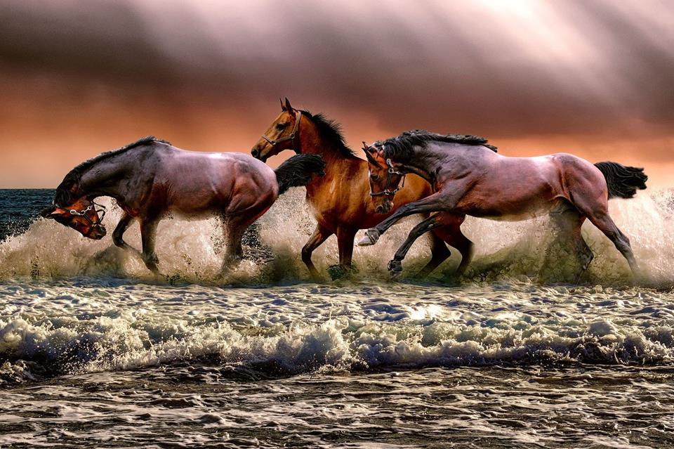 Horses Riding On The Water jigsaw puzzle